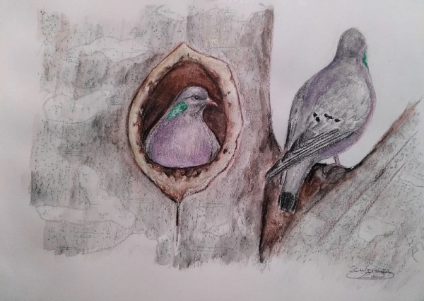 Dessin pigeons colombin